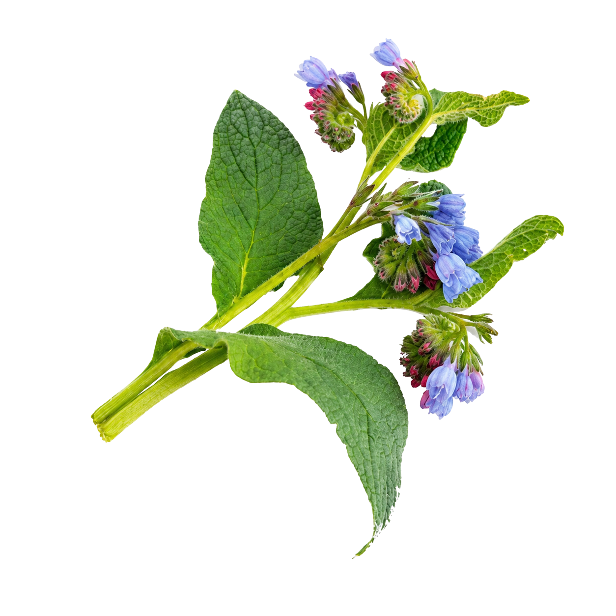 ALLANTOIN