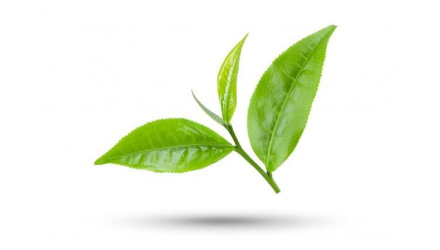 TEA TREE